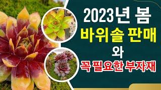 2023년 봄 바위솔 과 부자재 판매 (여기를 눌러 더보기 누르기)