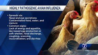 New case of highly pathogenic avian influenza detected among backyard flock in Nebraska