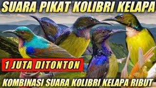 SUARA PIKAT KOLIBRI KELAPA | KOMBINASI SUARA KOLIBRI KELAPA RIBUT