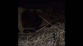 A shy little piggy  #animalsanctuary #rescue