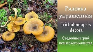 Рядовка украшенная - Tricholomopsis decora.  Съедобный гриб.