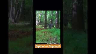 Massive Creature on Trail Camera Carrying a Tree Limb! | Bigfoot or Dogman?