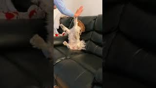 Try not to laugh here Very funny dog moves 