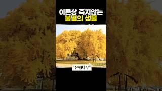 이론상 죽지않는 불멸의 생물