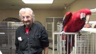 Adopting a Green-Winged Macaw from Lazicki's Bird Rescue