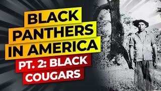 Black Panthers In America Pt. 2: Black Mountain Lions Or Black Cougars