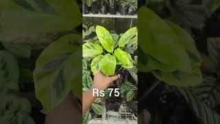 calathea plants for sale Rs 75 each 9447431253