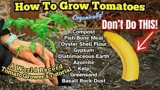 Watch This Before Growing Tomatoes! Common Mistakes Explained by World Record Tomato Grower!