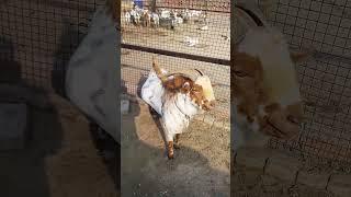 Choudhary agro farm#Barbri goets#mal#dobberman #animals