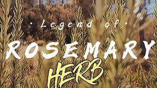 Legend of the Herb: Rosemary