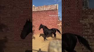 Adam breeding horse on Malwa stud farm for sale