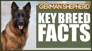 Everything You NEED TO KNOW About The GERMAN SHEPHERD!