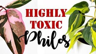 The Dark Side of 6 Stunning Philodendron Varieties | Philodendron | Highly Toxic Philodendron