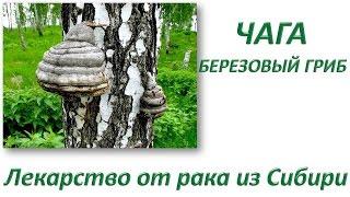 История применения Чаги. Гриб Чага. Противораковое средство из Сибири. Березовый гриб Чага