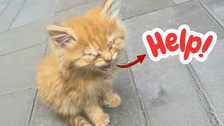 Stray "Blind" Kitten found alone on the streets, then it surprised me