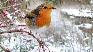 Beauty of Birds in Winter | Garden Birds | Robert E Fuller