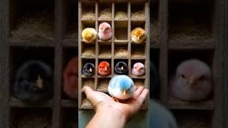 Adorable colorful baby chicks #cute #birds