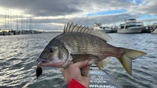 BIG Winter Bream - Melbourne June 2023