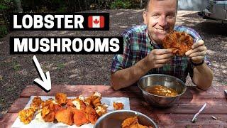 WE FOUND 5 LBS OF LOBSTER MUSHROOMS IN NEWFOUNDLAND | Lobster Mushroom Risotto