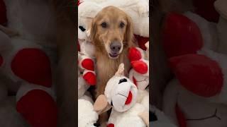I bought my dogs 500 of their favorite toys!