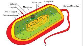 Bacteria Cell Structure