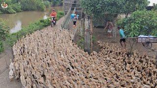 The full video of how to transport 10,000 ducks from the farm to the truck