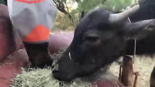 Water Buffalo and horse hang out this evening (asmr)