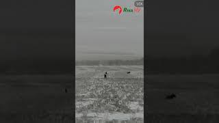 Трофейный секач! Охота на кабана с подхода в Беларуси! #hunting #кабан #охота #беларусь