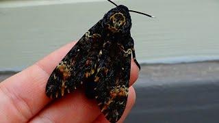 Squeaking moth: Deahts head hawkmoth squeaking (Acherontia atropos)