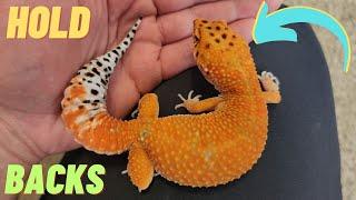 Reptile room TOUR | HOLDBACK leopard geckos | Geeky Gecko Creations | VLOG 2