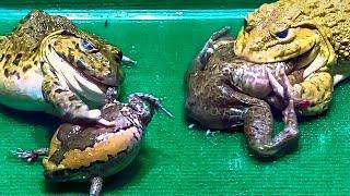 Amazing!! Asian Bullfrog Tries To Eat Big Frog! Asian Bullfrog Live Feeding