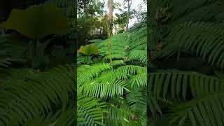 Giant paku or Giant firn //kuya mar tv #naturelovers #ofw #teamgala #youngfarmer #goodvibes