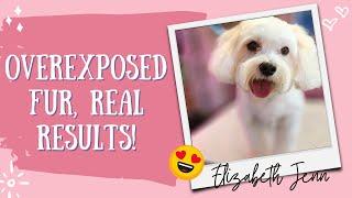 10 Minutes to a VELVETY Coton De Tulear! (with pro grooming tips)