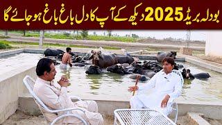 Bodla buffaloes breed | buffaloes breeding farm | buffalo farming in Pakistan | buffalo farming
