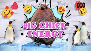 Viral fatty Pesto the penguin wins over the media and Katy Perry | Media Bites