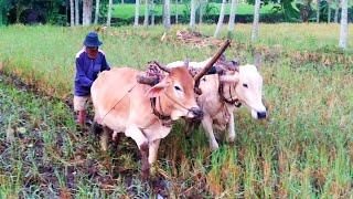 Bajak sawah tradisional || hari pertama bersama bajak sawah p.artomo lokasi pertama