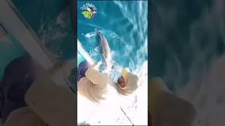 #Sea Fish#Sea fishing#Bigg Fish#Sea Fishing in UA#dolphin  Fish#Shorts video#viral Fishing vide