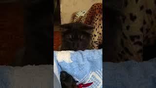 Newborn puppy and cat 