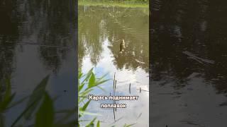Карась поднимает поплавок #шортс #рыбалка #природа #карась #дача #участок #пруднадаче #лето #рыба