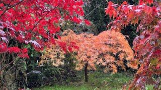 Front Garden Autumn Tour - Japanese Acers - Sorbus Joseph Rock | Rhus Typhina | Birch | And more