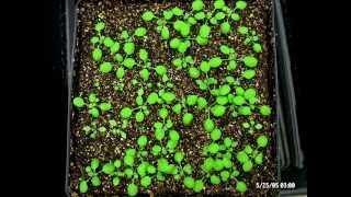 Arabidopsis germination and growth - spot the developmental mutants