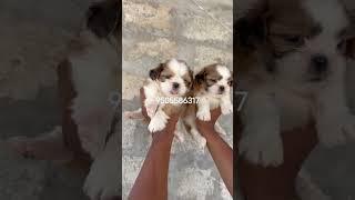  *Pure show quality Tricolor Shihtzu puppies Available* 