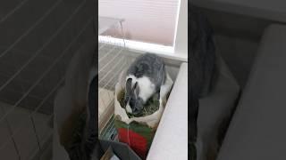 누가 우리애좀 말려보세요!!#하늘이 #rabbit #커엽 #토끼먹방 #사고뭉치 #shorts