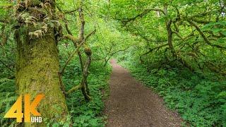 4K Virtual Hike on a Sunny Day - 3,5 Hours Forest Walk along the Coal Creek Trail, Bellevue