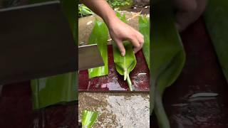 Great cutting knife Bamboo leaves for sticky rice, Sweet potato seedlings #asmrvideo #plants