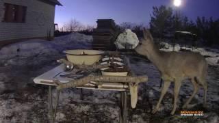 Beekeeper feeds deer buckwheat 1