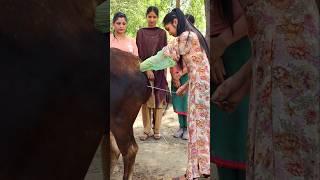 artificial insemination in cattle | step by step AI process explained