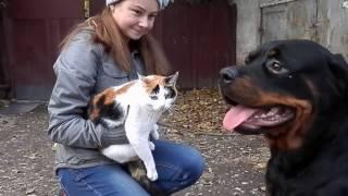 ДРЕССИРОВКА РОТВЕЙЛЕРА НОРЫ.Команда "НЕЛЬЗЯ".Rottweiler Training.Odessa.