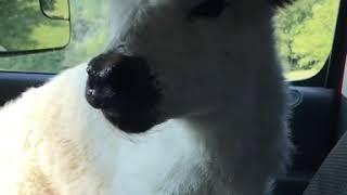 Fluffy baby cow #shorts #cute #animals