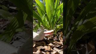 Mystic the Leucistic Alligator! #shorts #youtubeshorts #alligator #rare #florida #gatorland